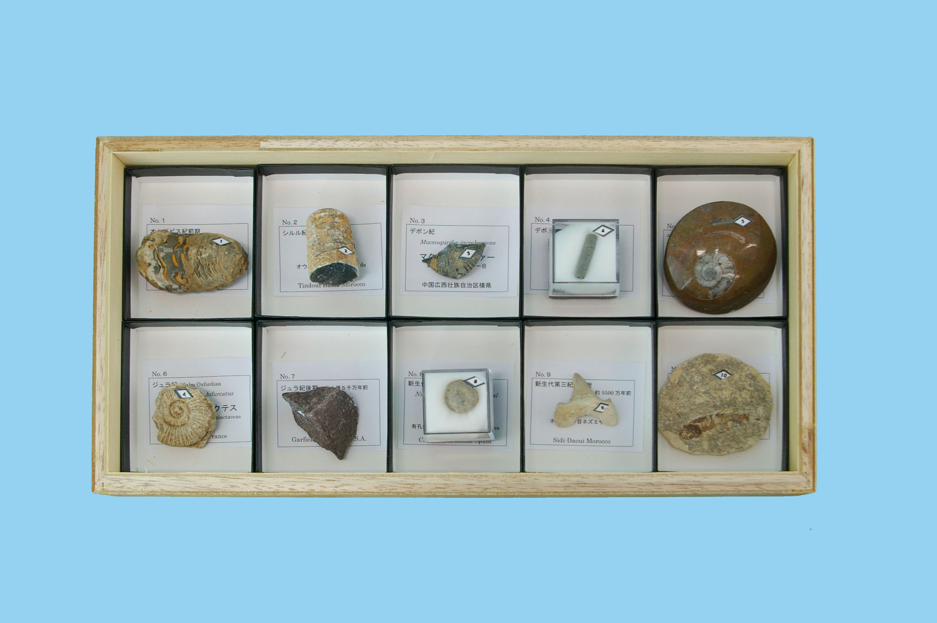 動物化石標本 AF-10R