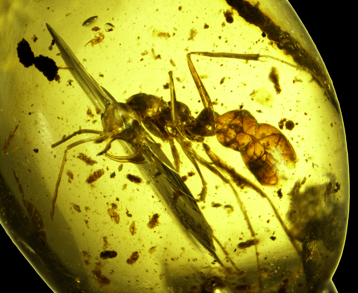 Fossil Records Show Hell Ants Had “Mad Max” Style Mandibles