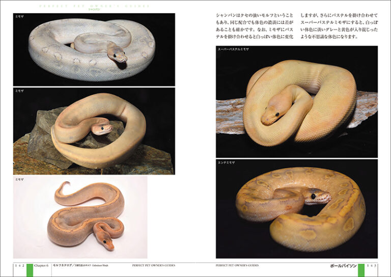 ボールパイソン完全飼育 | 株式会社誠文堂新光社