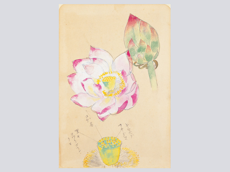 花を描く 堅山南風素描集｜青幻舎 SEIGENSHA Art Publishing, Inc.