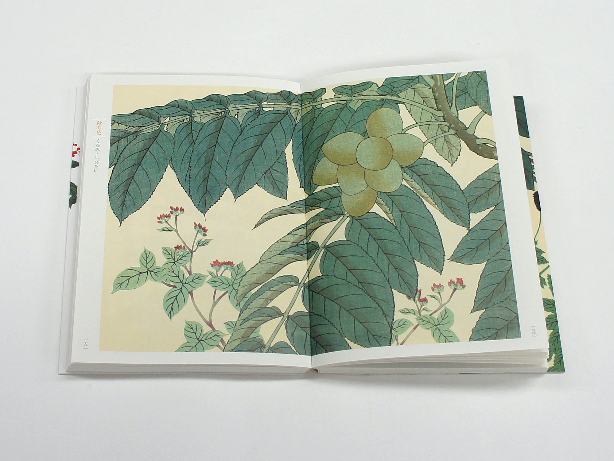 新装版 四季の花（下巻）｜青幻舎 SEIGENSHA Art Publishing, Inc.