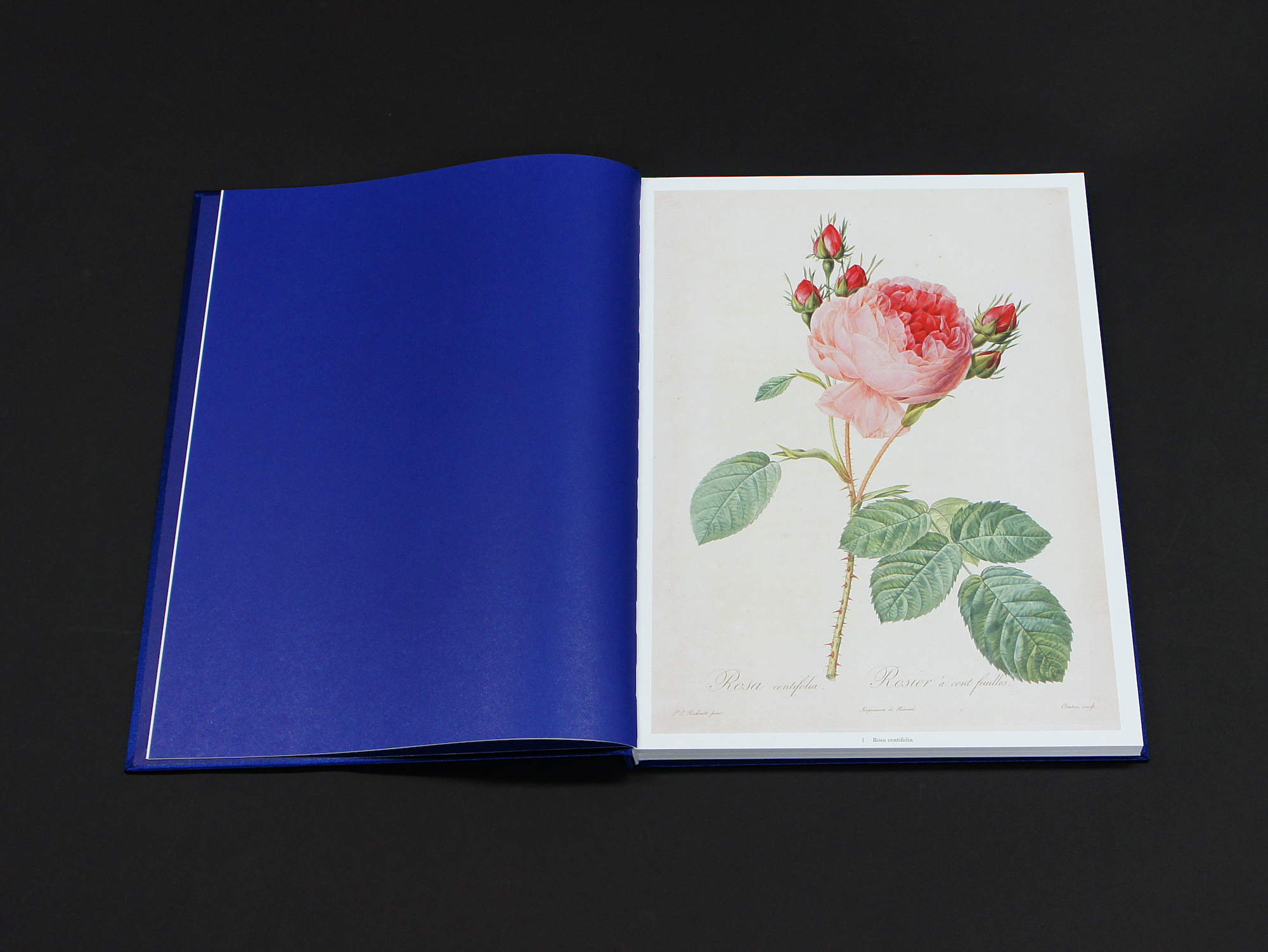 Les Roses バラ図譜｜青幻舎 SEIGENSHA Art Publishing, Inc.