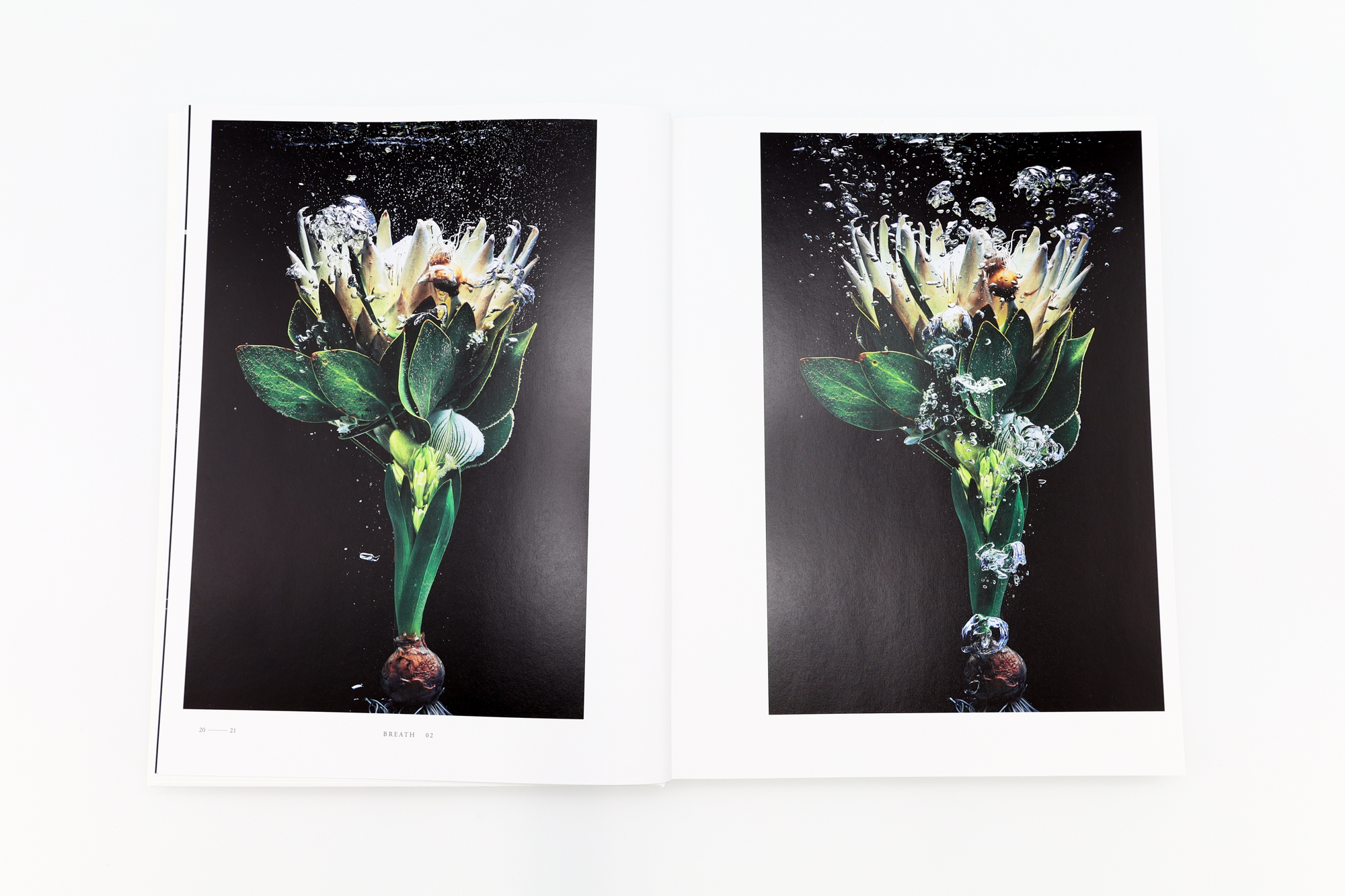 ENCYCLOPEDIA OF FLOWERS Ⅵ 植物図鑑｜青幻舎 SEIGENSHA Art