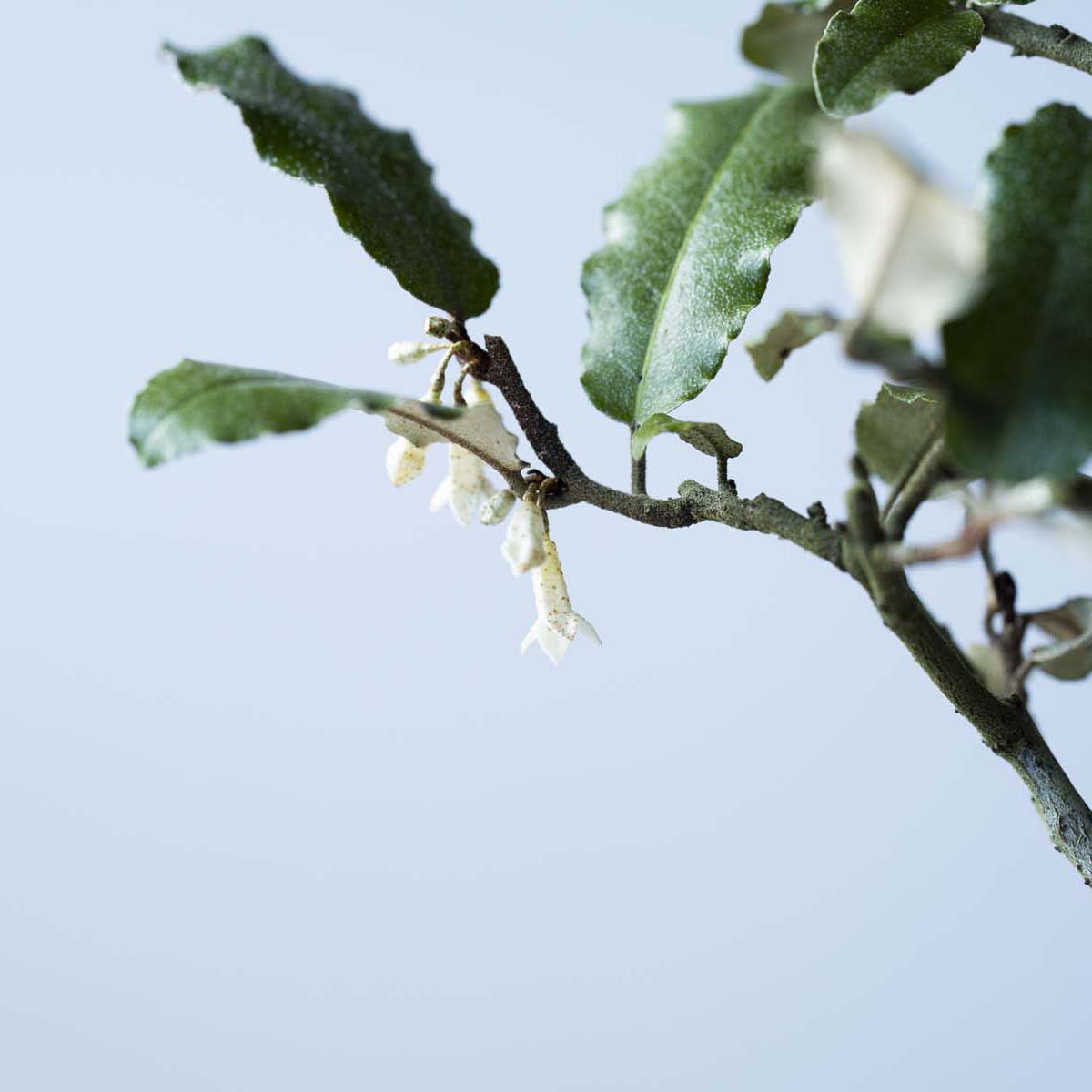 寒グミ｜石木花図鑑｜石木花｜SEKIBOKKA｜盆栽
