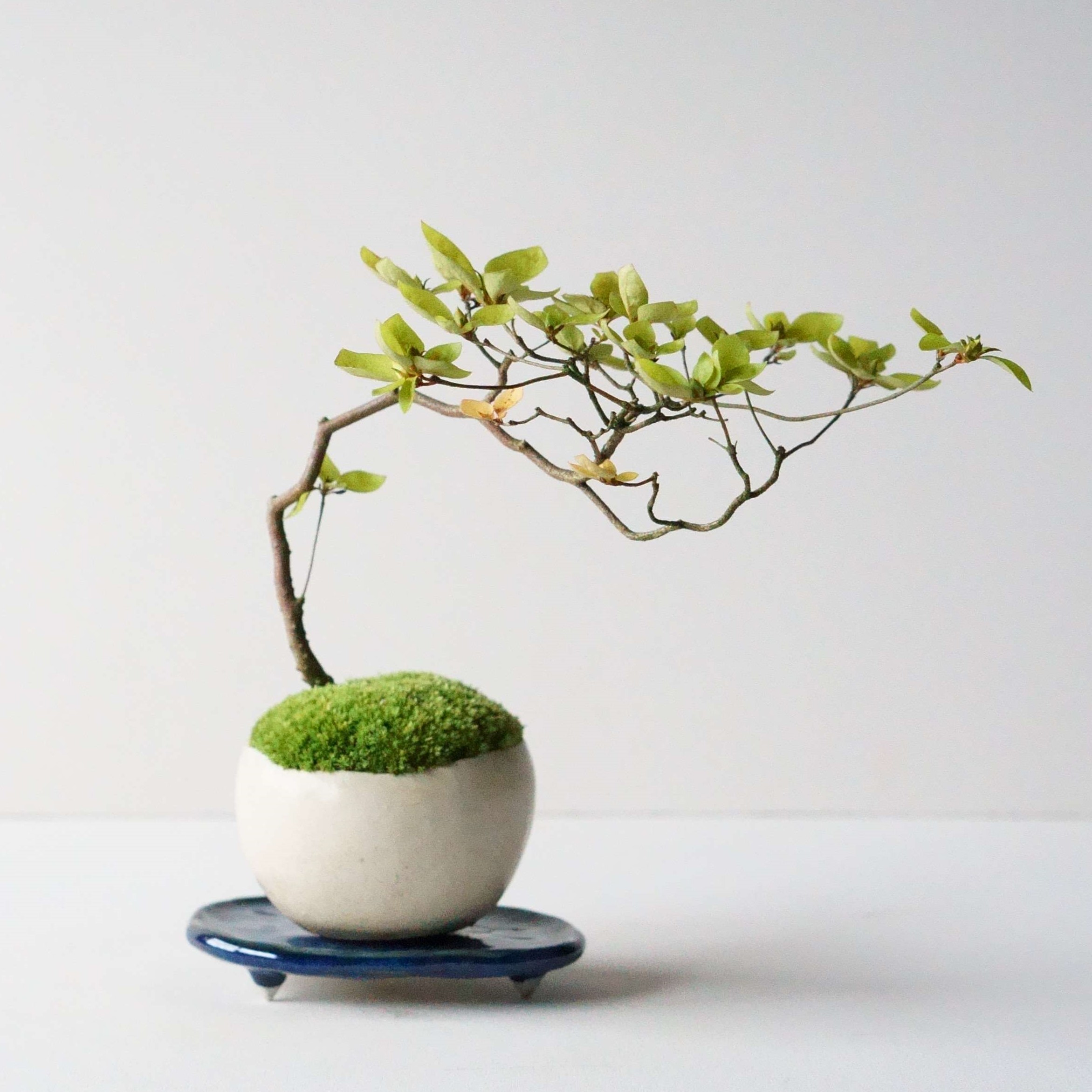 ヤマツツジ｜石木花図鑑｜石木花｜SEKIBOKKA｜盆栽