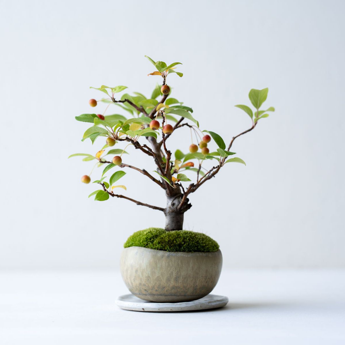 寒グミ｜石木花図鑑｜石木花｜SEKIBOKKA｜盆栽