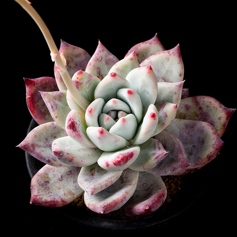 エケベリア・コロラータの基本情報・育て方｜多肉植物・サボテン図鑑