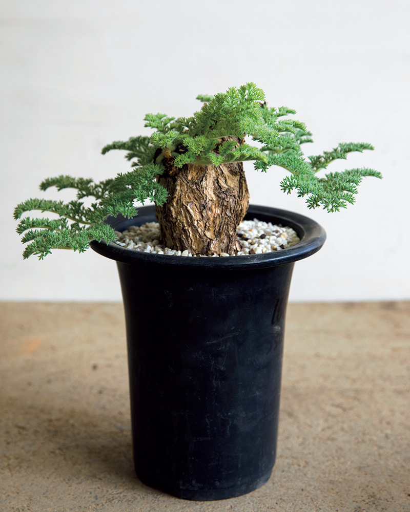 今、熱い植物「ミニコーデックス」｜みんなの趣味の園芸（NHK出版）