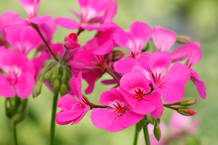 ゼラニウム（ゼラニューム）とは｜育て方がわかる植物図鑑｜みんなの