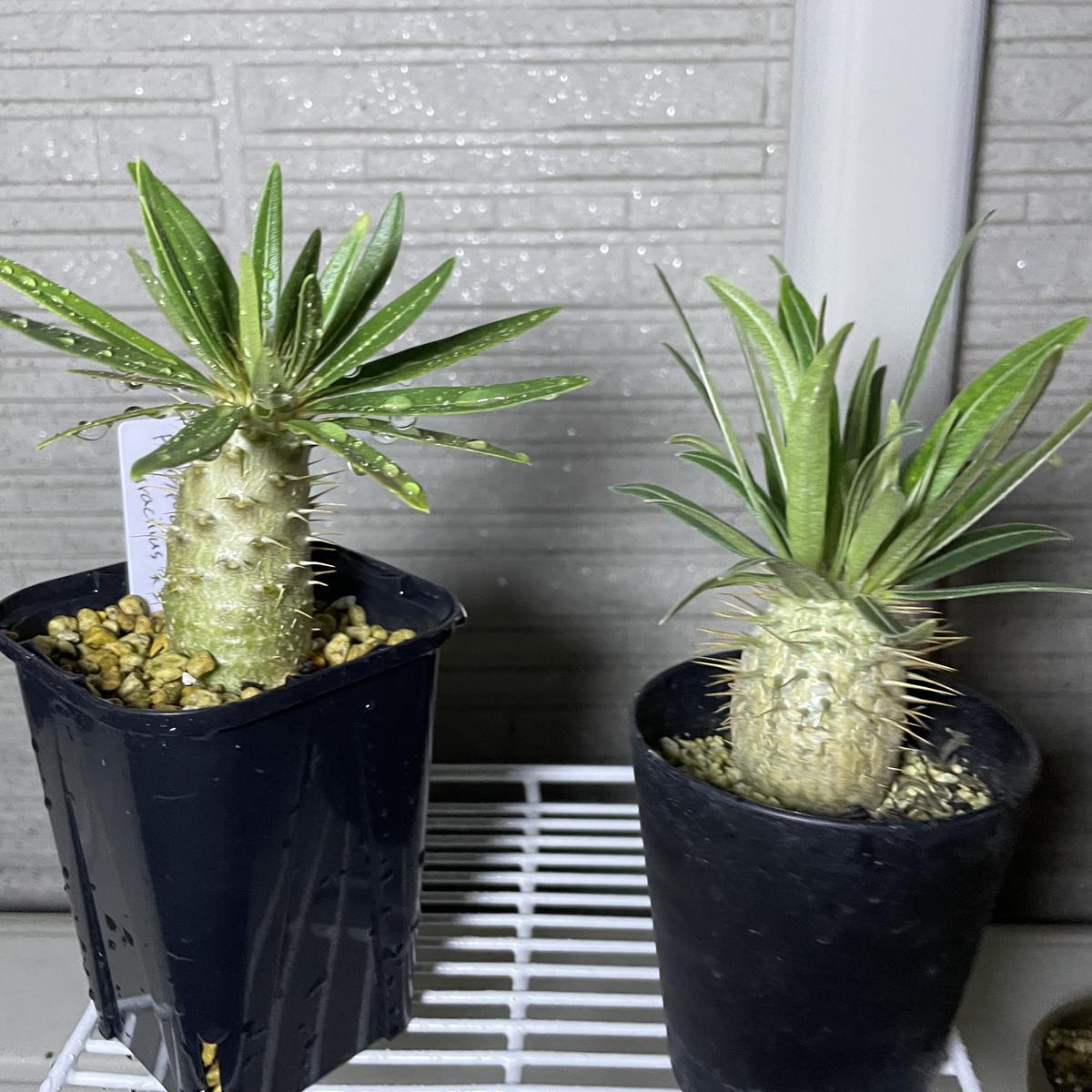 img_cache_q_48028_1_1756052901