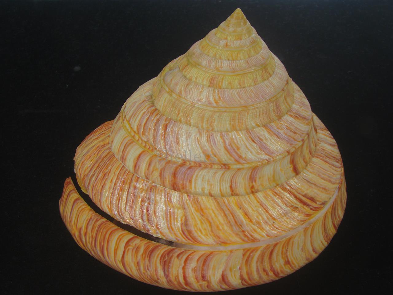 リュウグウオキナエビス(Entemnotrochus rumphii) 165mm 特大 特美品