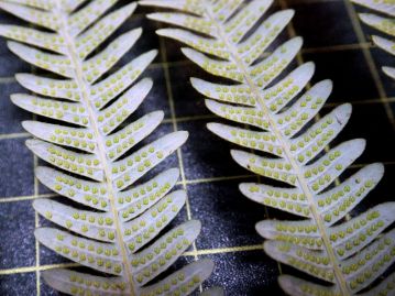 重井薬用植物園 | おかやまの植物事典