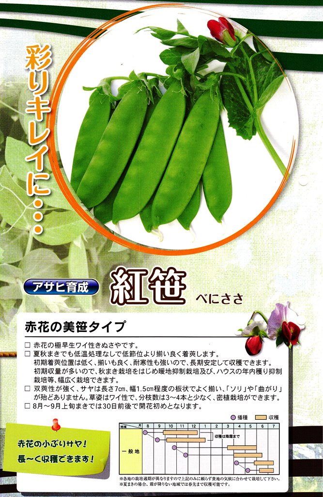 えんどう豆】 アサヒ育成 つるなし 「紅笹 豌豆（べにささ）」 ☆お