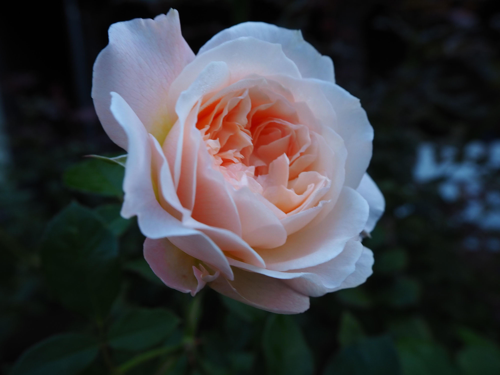 メアリー・マグダレン | ローズガーデン | 白い恋人パーク