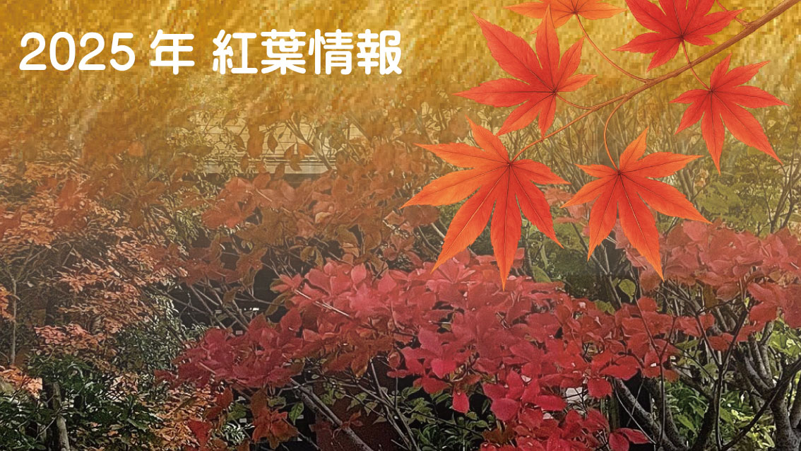 2025年 紅葉情報 ～雨のため落葉中～（更新日：2025/12/1）｜白金の森