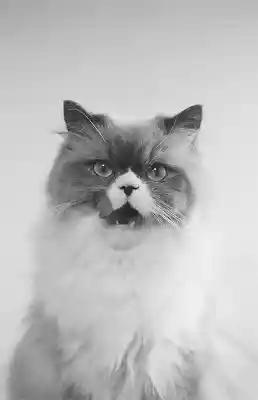 カネコアヤノ / 燦々ひとりでに (CAS) [CAS - NNFT-1001]：JAPANESE