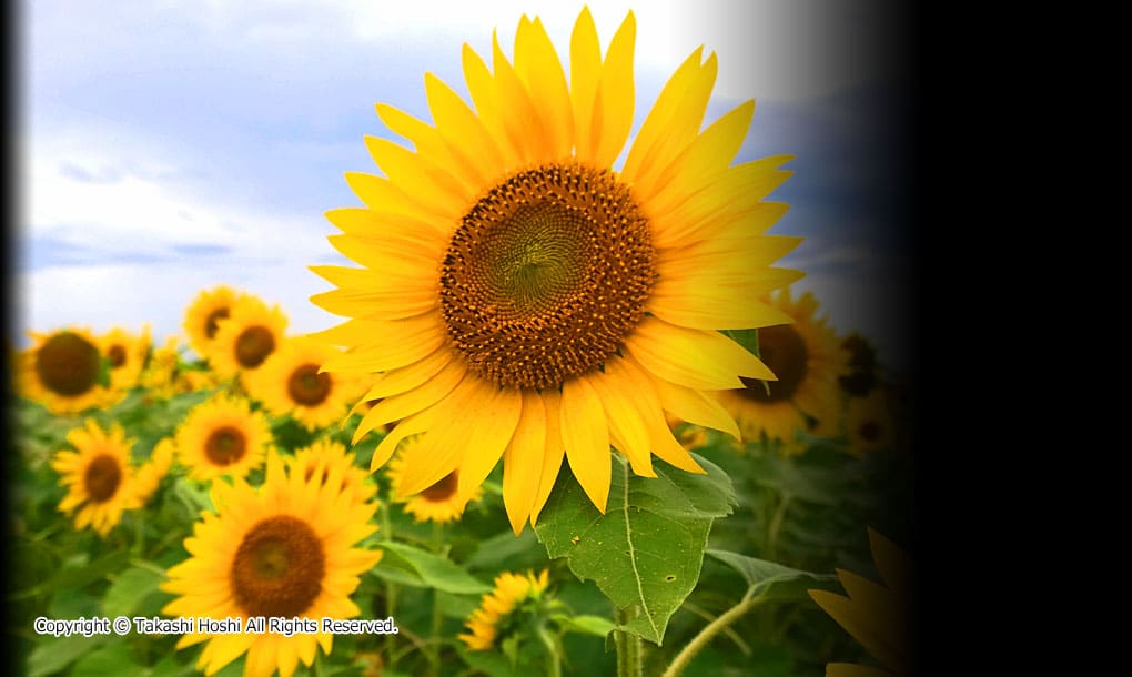 浮島ひまわりらんど --- 沼津市観光ガイド『駿河湾☆百景』