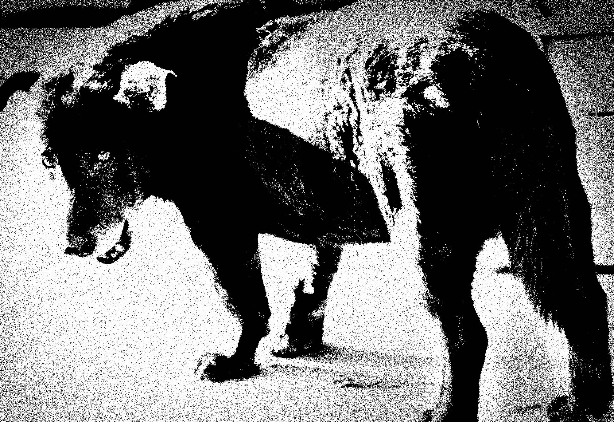 森山大道 初の全編シルクスクリーン印刷写真集が日本国内で販売開始