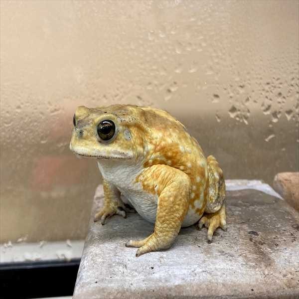 ミヤコヒキガエル - 香川・愛知のペットハウス Pooky プーキー