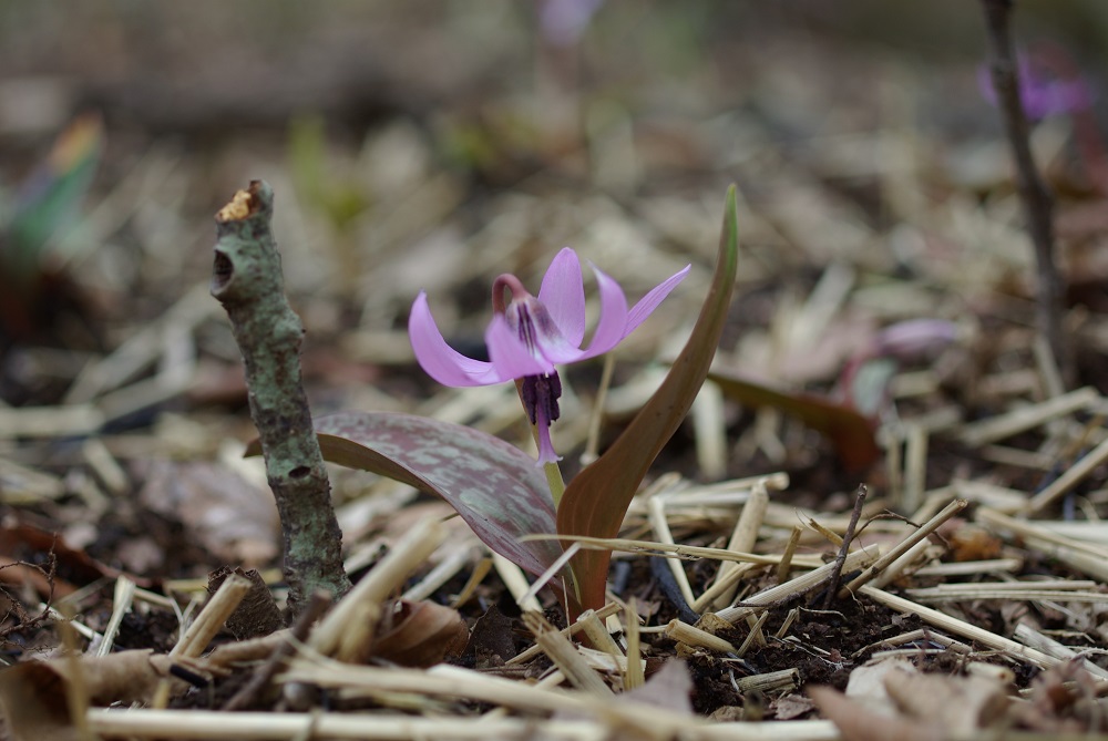 様 59山野草 カタクリソウ白花系1球 カタクリ | 山と公園（市街地