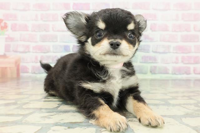 チワワ(ロング)(ブラックタン)の子犬を価格や特徴で探す|ペット