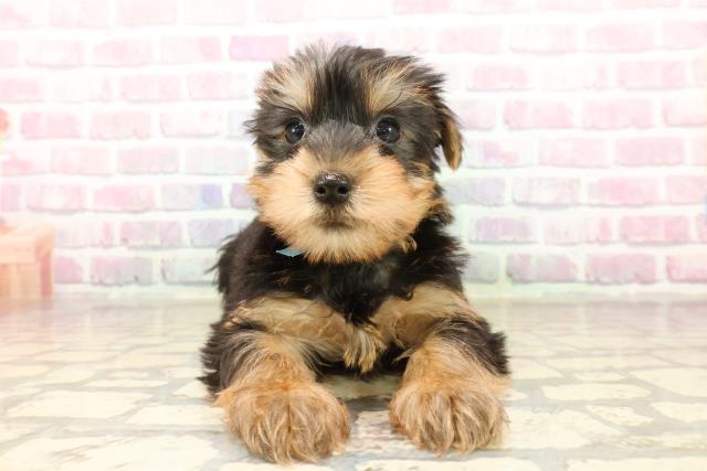 5万円以下のヨークシャーテリアの子犬を価格や特徴で探す|ペット