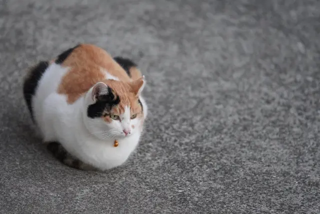 みんな大好き、三毛猫のひみつ。毛色や性別、遺伝子の謎についてご紹介