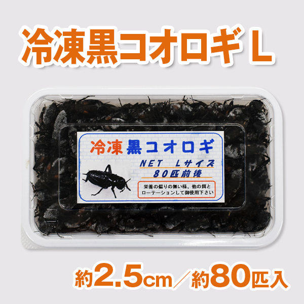 冷凍黒コオロギ Lサイズ / PETMAP