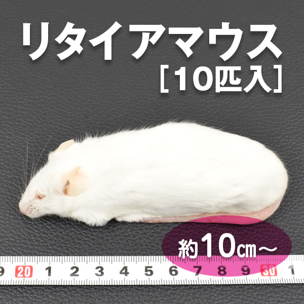 リタイアマウス / 10匹入り / PETMAP