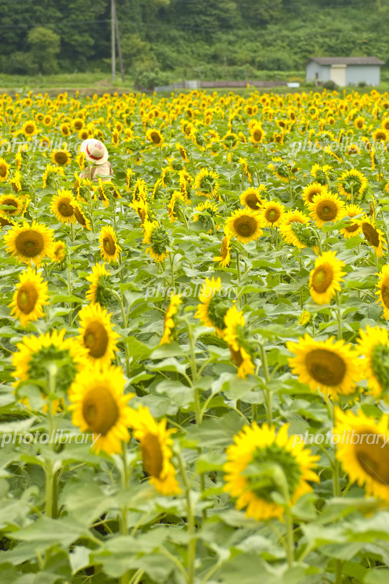 ひまわりと麦わら帽子 写真素材 [1164347] - フォトライブラリー