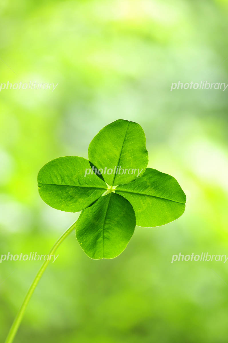 四葉のクローバー 写真素材 [1406760] - フォトライブラリー