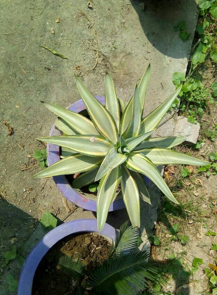 アガベ・ベネズエラ 'Joe Hoak'の育て方・栽培方法