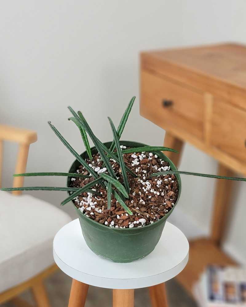 Hoya Linearis | PlantVine