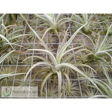 Tillandsia capillaris Price | To buy online