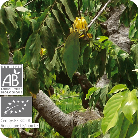 イランイラン – プラナロム エッセンシャルオイル・精油｜健草医学舎