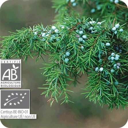 ジュニパー・モンタナ – プラナロム エッセンシャルオイル・精油｜健草