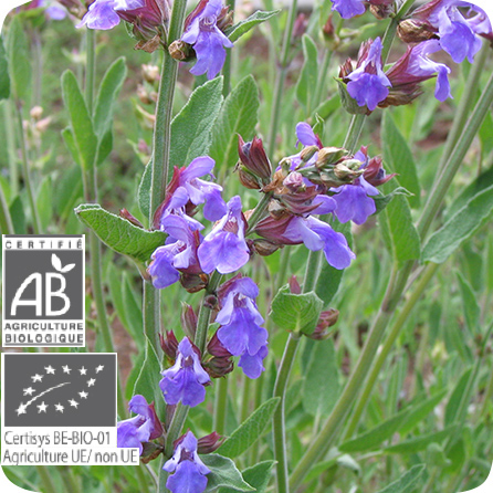 セージ – プラナロム エッセンシャルオイル・精油｜健草医学舎