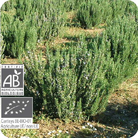 ローズマリー・シネオール – プラナロム エッセンシャルオイル・精油