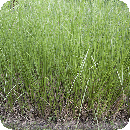 ベチバー – プラナロム エッセンシャルオイル・精油｜健草医学舎