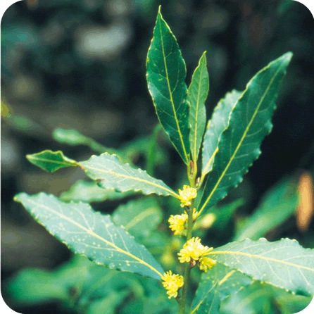 ローレル – プラナロム エッセンシャルオイル・精油｜健草医学舎