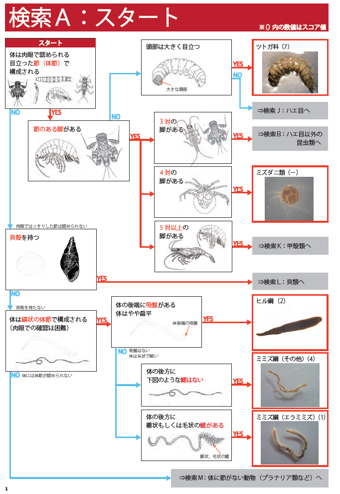 河川生物の絵解き検索 - 神奈川県ホームページ