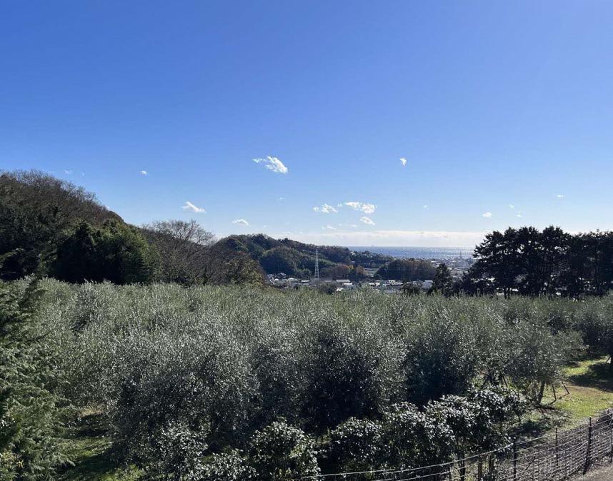 二宮町の新たなシンボル「湘南オリーブ」をご存知ですか？ - 神奈川県