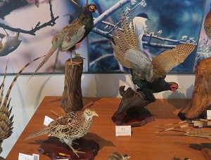 展示鳥類剥製（キジ） - 新潟県ホームページ