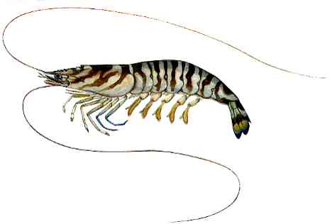 クルマエビ／大阪府（おおさかふ）ホームページ [Osaka Prefectural