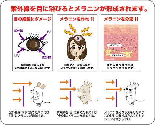 プリンスメラニン偏光レンズ付サングラス（PSU333）(マゼンタ（141