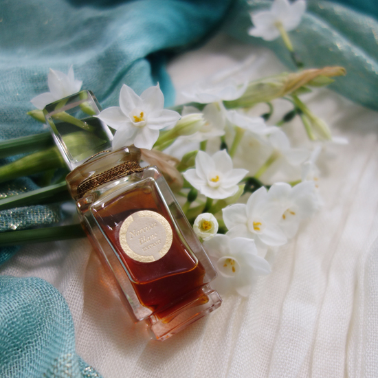 Narcisse Blanc / ナルシスブラン