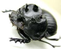 カニタマオシコガネ