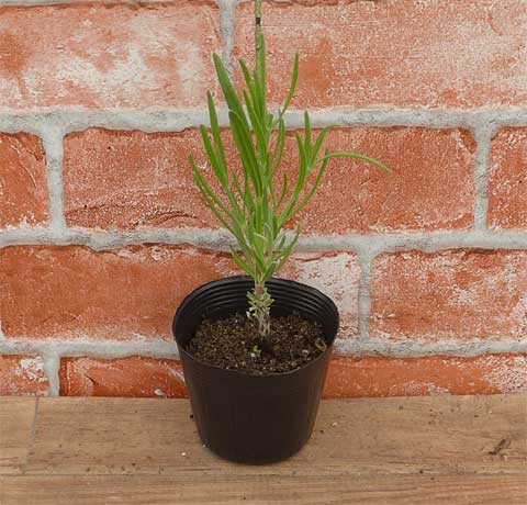 グラッペンホールラベンダー・無農薬9cmポット苗 | ハーブ苗の通販 無