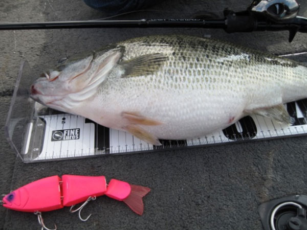 TRICK - RomanMade【ロマンメイド】