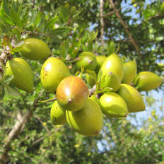 ヴァレ ド ローズ ジュレ | ローズ ド マラケシュ 公式サイト